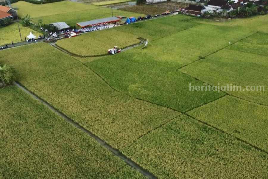 Kepala DKPP Lamongan: Panen Padi Triwulan I 2024 Sesuai&nbsp;Jadwal