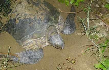 Pesona Pantai Sukamade: Saksikan Keajaiban Penyu Bertelur di Tengah&nbsp;Malam