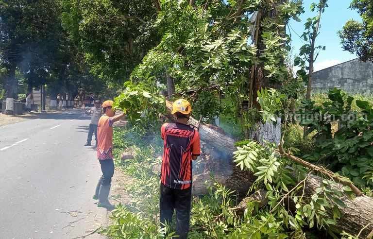Pohon Tumbang Halangi Akses Jalan Bondowoso –&nbsp;Situbondo