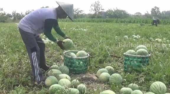Cuan Segar Petani Semangka di Jombang saat Musim&nbsp;Kemarau