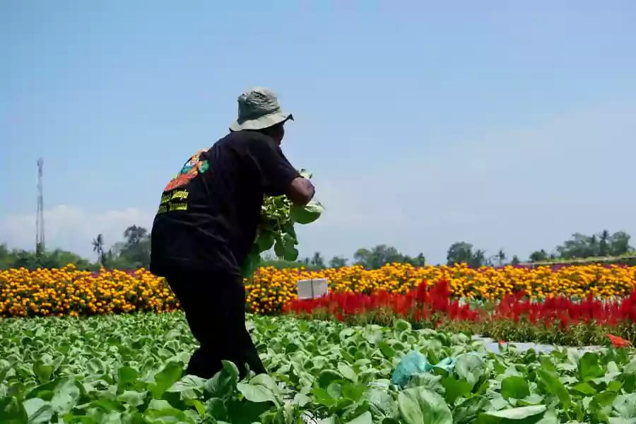 Gerbas Tani Lumajang: Perpaduan Unik Pertanian dan&nbsp;Wisata