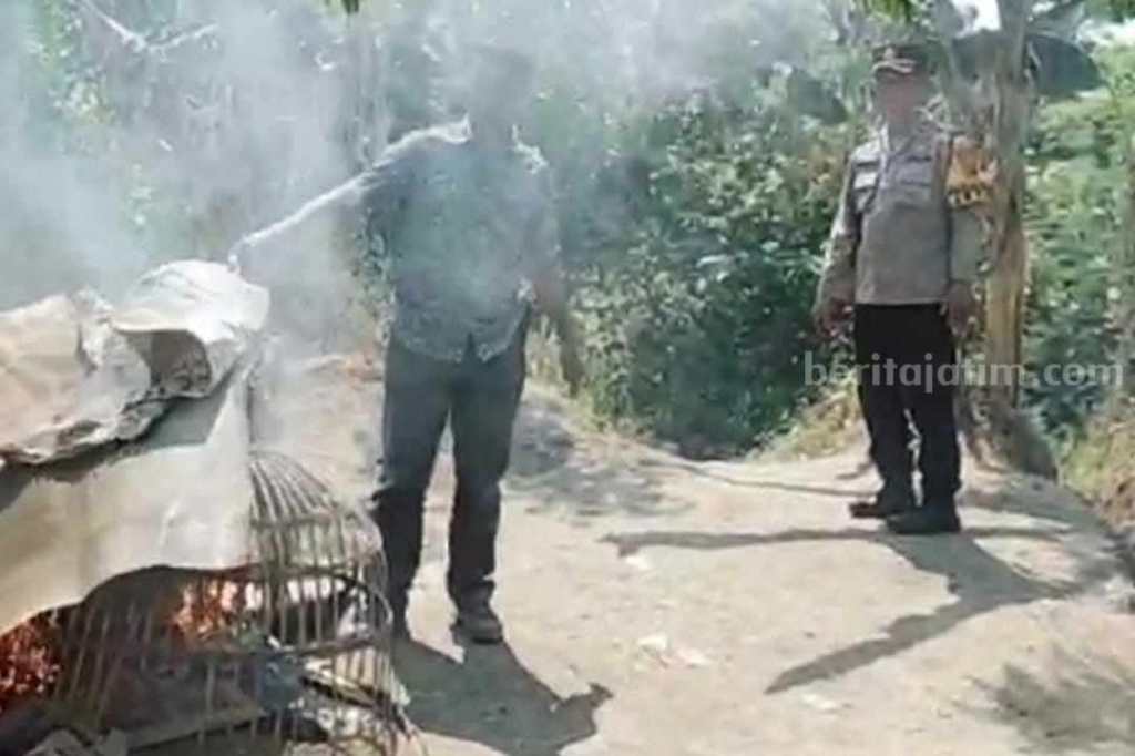 Bikin Resah, Arena Judi Sabung Ayam Mojokerto Dibakar&nbsp;Polisi
