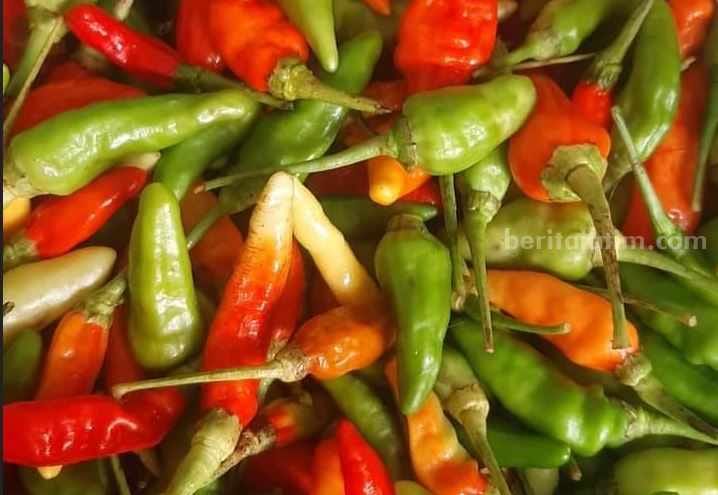 Petani Cabai Rawit di Sampang Terpukul Anjloknya&nbsp;Harga