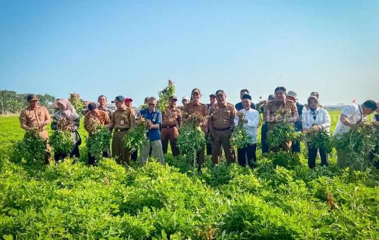 Petani Kacang Keluhkan Harga, Bupati Tuban Siapkan&nbsp;Solusi