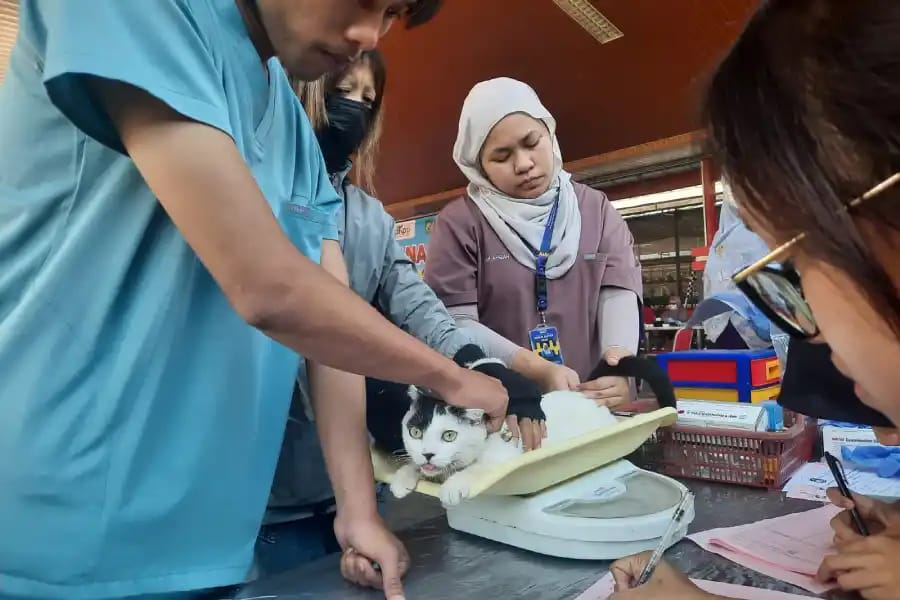 Pemkot Blitar Sediakan Program Kastrasi untuk 50 Kucing, Ini&nbsp;Syaratnya